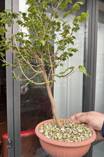 Acero Buergerianum - Bonsai