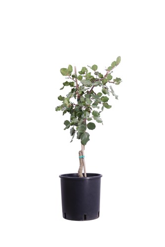 Albero carrubo nano - carrubo,