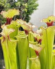 Pianta carnivora sarracenia - pianta, x