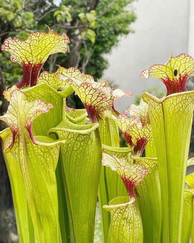 Pianta carnivora sarracenia - carnivora,