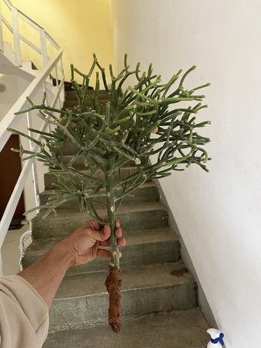 Euphorbia tirucalli albero - euphorbia,