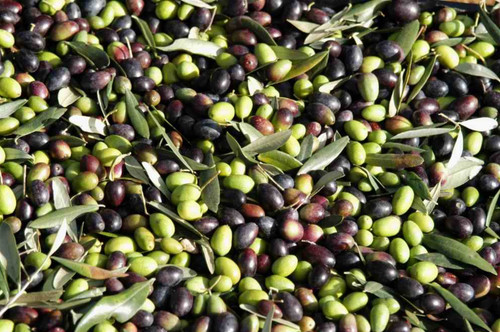 Olio extravergine oliva - olio,