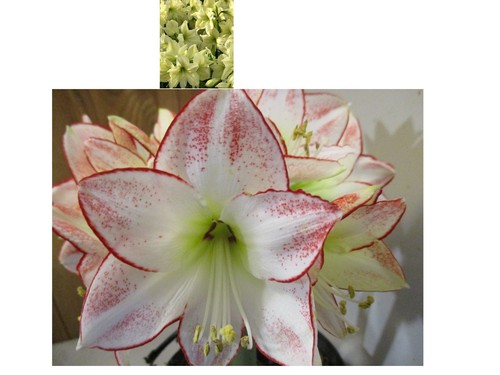 Semi amaryllis lemon - 15, amaryllis,lemon