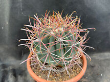 FEROCACTUS CYLINDRACEUS TORTULISPINUS - VIVAIO IL GIARDINO DI MAYA- CACTUS 433