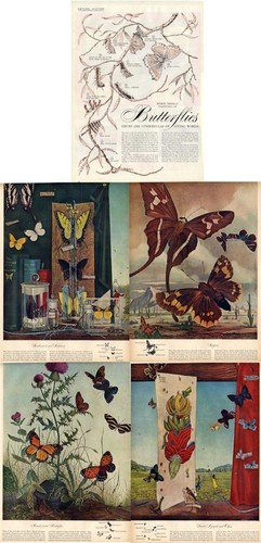 1946 farfalla stampa - 1946,