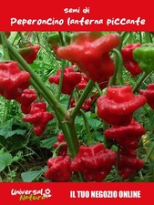 20 Semi di ?️ Peperoncino Lanterna Piccante – Ornamentale e Aromatico