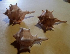 Lotto 3 conchiglie gasteropode BOLINUS BRANDARIS MURICE SPINOSO No Fossile Lazio