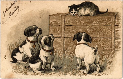 Cpa puppies with - cpa,