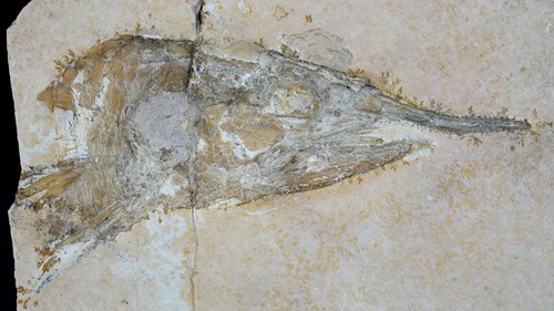 Testa malm un pesce - di,