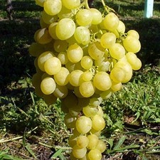PIANTA DA FRUTTO UVA MATILDE
