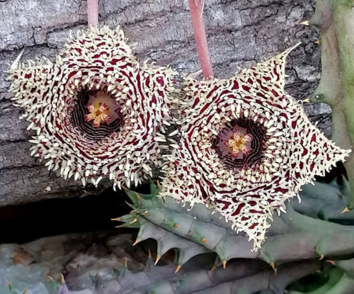 Huernia hystrix ssp histrix - huernia,