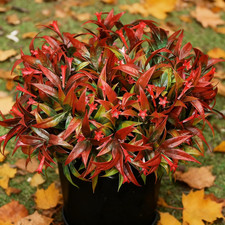 6 Piante Artificiali Da Esterno, Resistenti Ai Raggi UV, Fiori Tropicali Finti, 