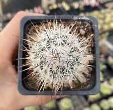 Turbinicarpus Beguinii ssp