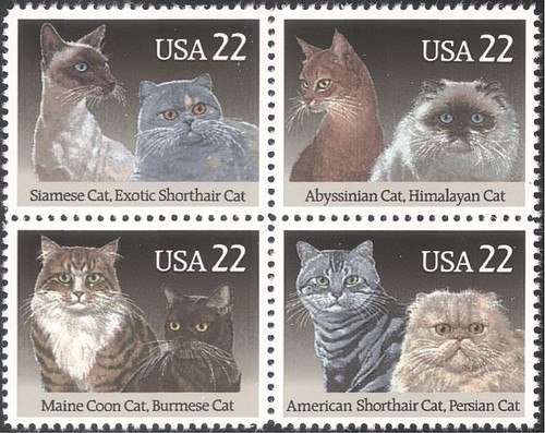 Usa 1988 gatti animali - usa,