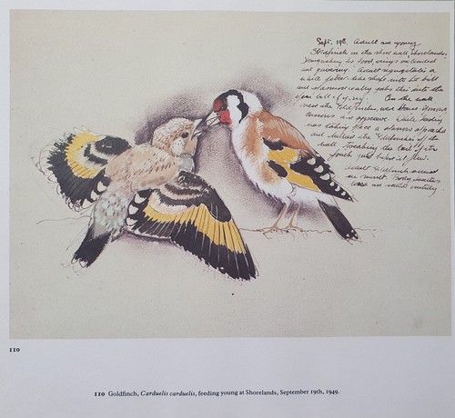 Bella tunnicliffe uccello - tunnicliffe,