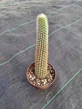 Akersia Roseiflora cactus