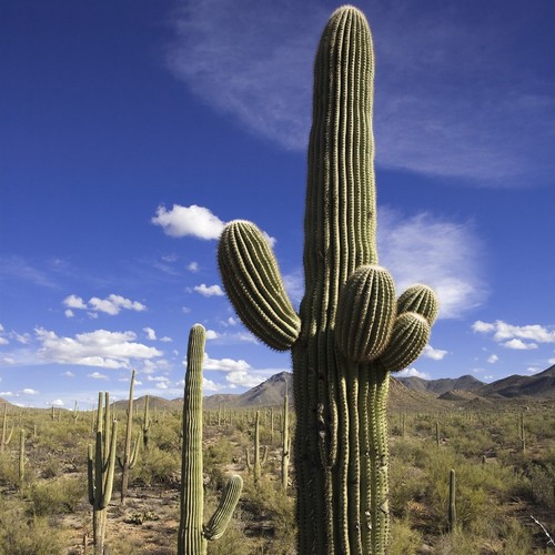 Saguaro - gigantea),