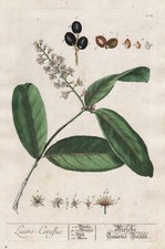 Prunus Laurocerasus Botanica