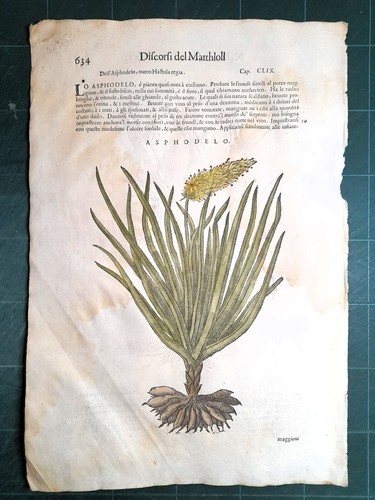 Mattioli matthioli erbario - matthioli, a