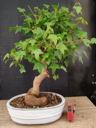 Bonsai acero buergerianum - di,