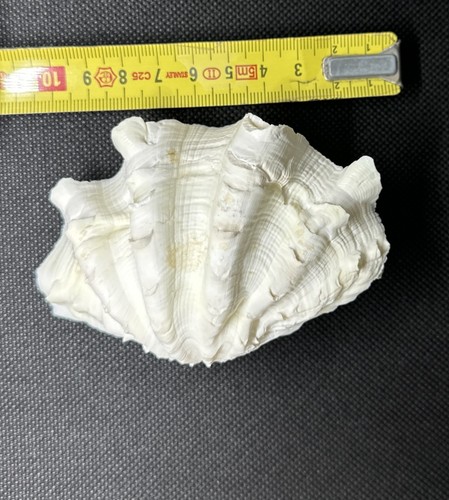 Conchiglia tridacna squamosa - conchiglia,
