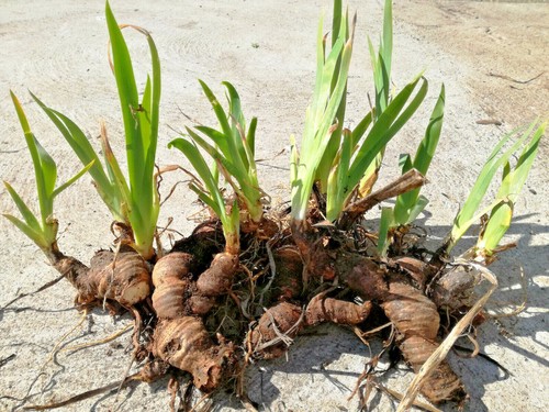 Bulbi iris germanica - 5,