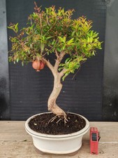 bonsai di melograno   h 46 cm