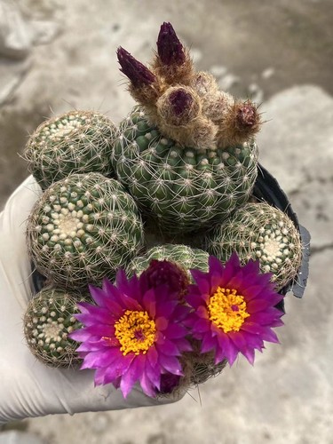 Pianta succulenta multitesta