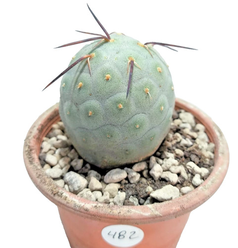 Tephrocactusgeometricus - tephrocactusgeometricus, 1