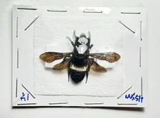 Ape - Imenotteri: Megachile.Sp