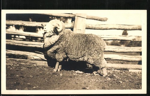 Fotografia capriolo con corna