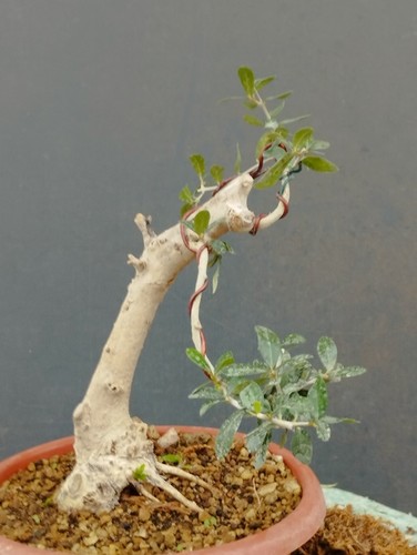Bonsai olivastro 20x10cm - bonsai,