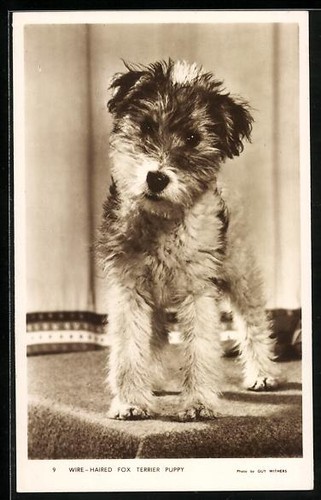Cartolina wire haired fox - wire-haired,