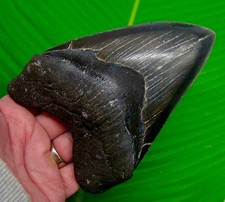 DENTE DI SQUALO MEGALODONTE