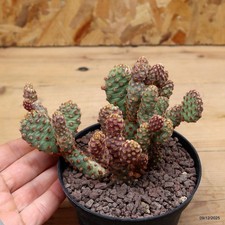 Opuntia minima Vaso 10 cm