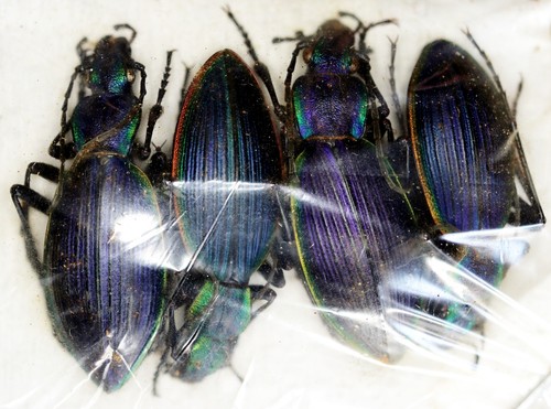 Ceroglossus chilensis