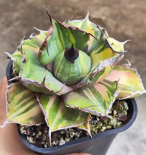 Rara agave titanota pantera - agave, "pantera