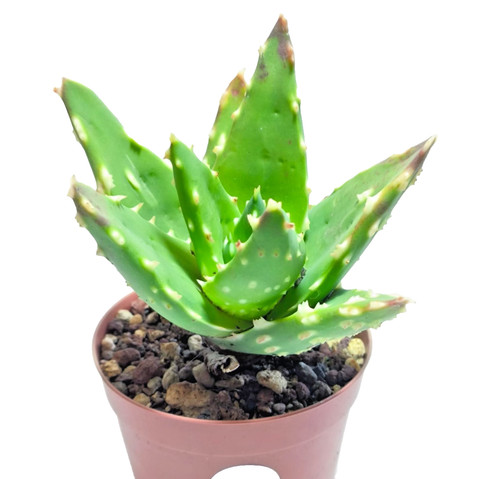 Aloe distans piante - aloe,
