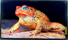 Sony BRAVIA 65" Professional