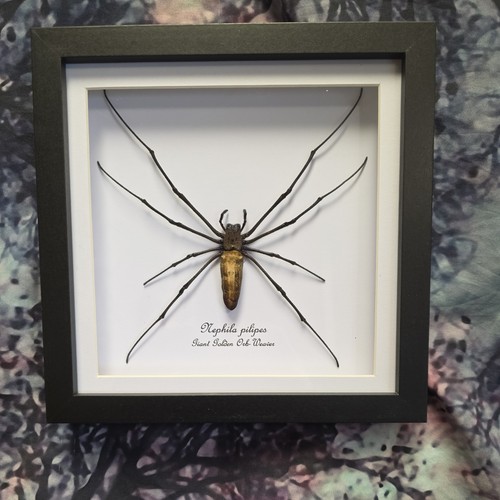 Giant golden orb - giant, orb-weaver
