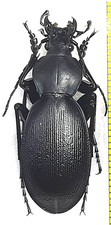 Carabidae, Carabus (Procroste)