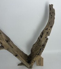 Pianta d'acquario naturale in