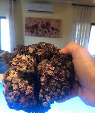 Rocce vive per acquario marino spurgate e ricche di vita al kg