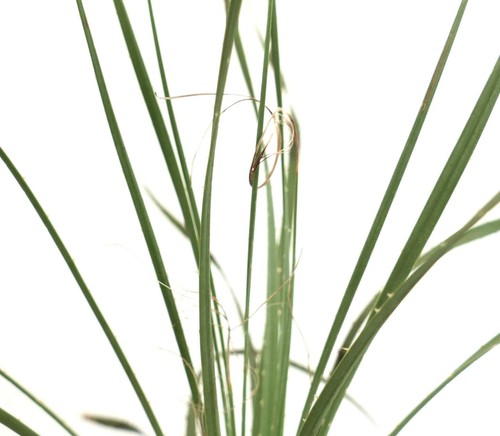 Dasylirion berlandieri
