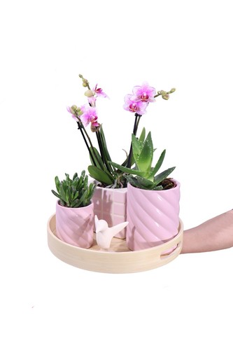 Set singola orchidea e - set,