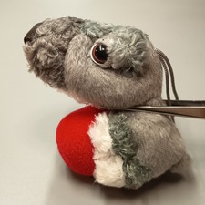 The dog miniatura schnauzer - the,