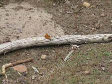 Photo 6x4 Comma on log near