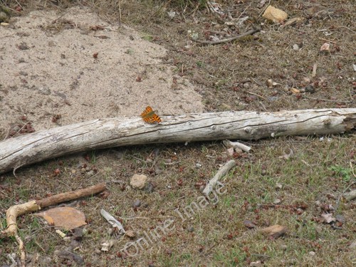 Photo 6x4 comma - comma, near