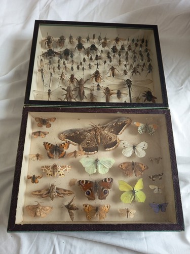 Ancien cadre entomologie - cadre,