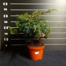 PRE Bonsai Ginepro kishu - n 3